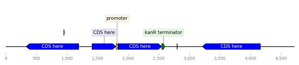 custom_biopython_translator.png